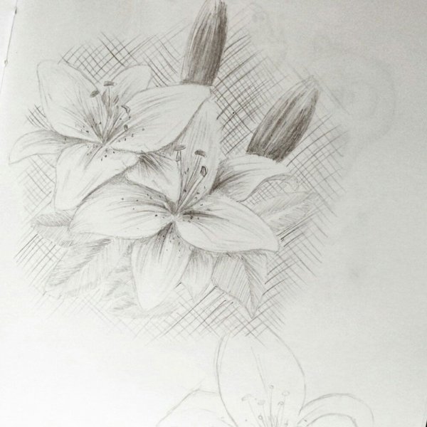 Наброски цветов ручкой