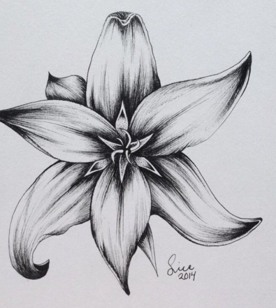 Лилии карандашом