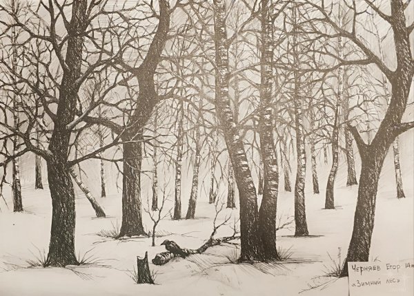 Зимний лес карандашом