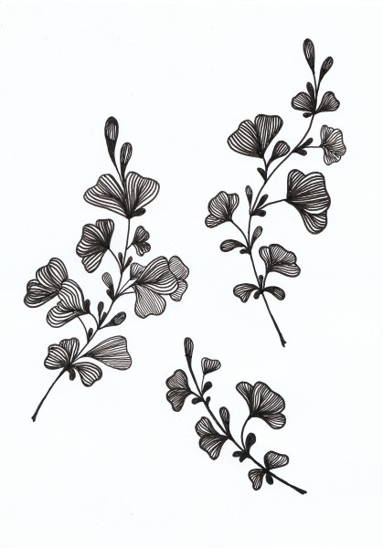 Зарисовки мелких растений