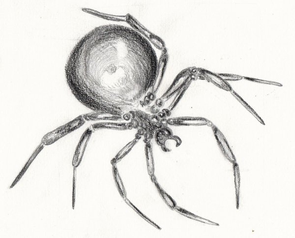 Паук скетч