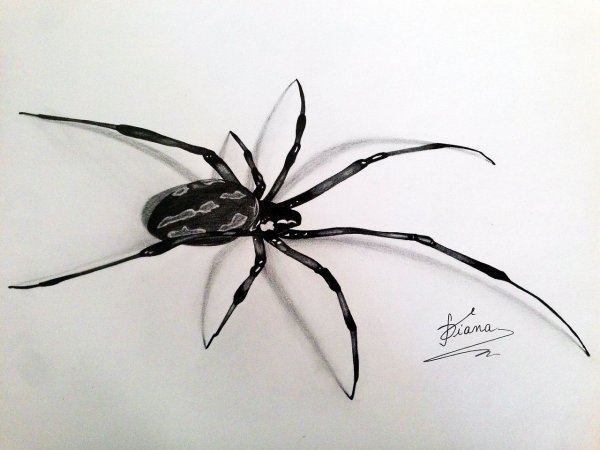 3д паук карандашом