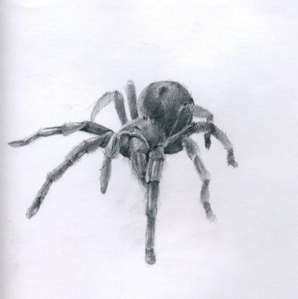 Тарантул тату эскиз