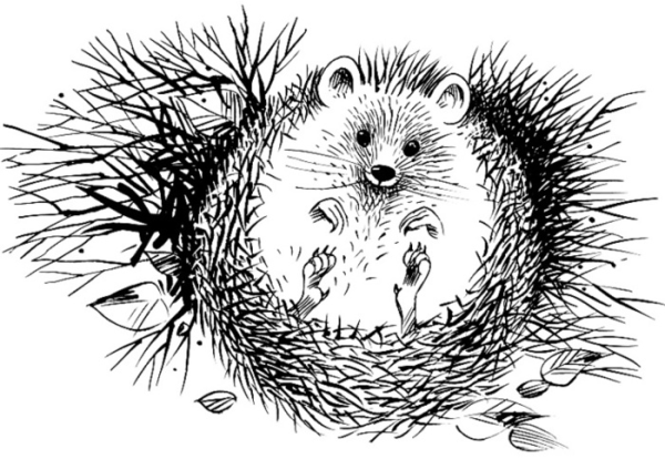 Ежик Графика
