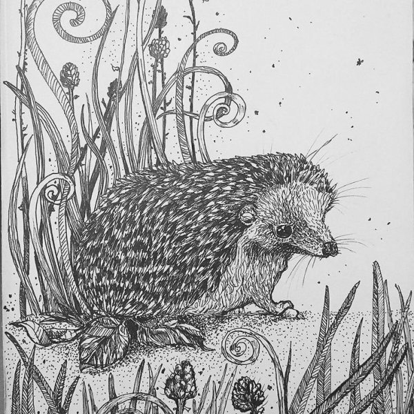 Ежик в графике