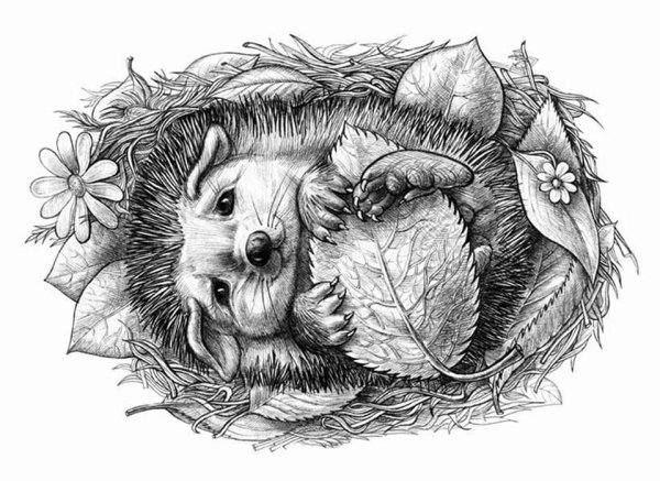 Ежик Графика