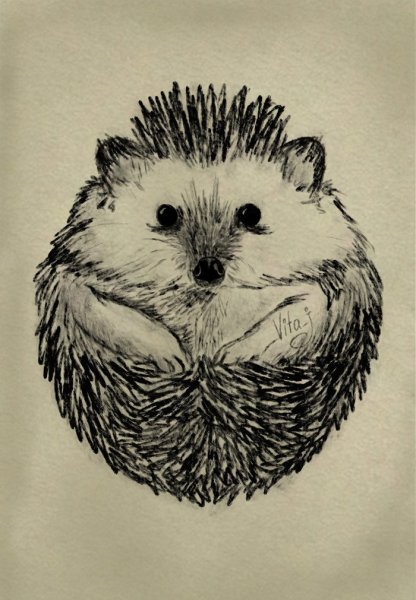 Еж рисунок