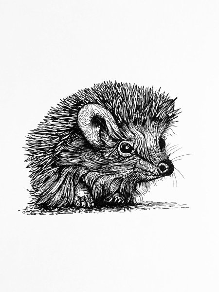 Еж рисунок