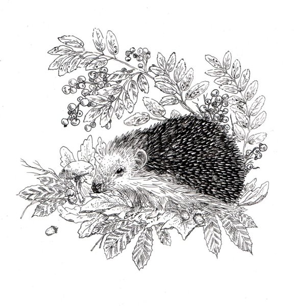 Ежик эскиз