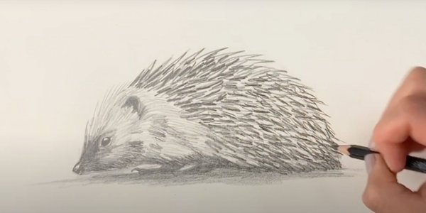 Рисование карандашами Ежик