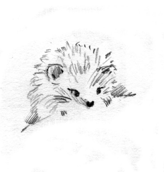 Ежик Графика