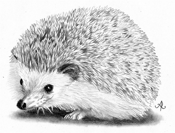 Ежик карандашом