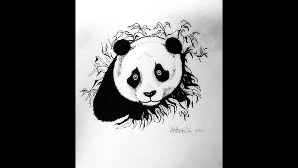 Панда набросок