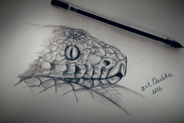 Змея карандашом реалистично