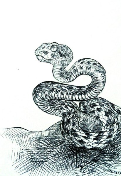 Змея арт карандашом