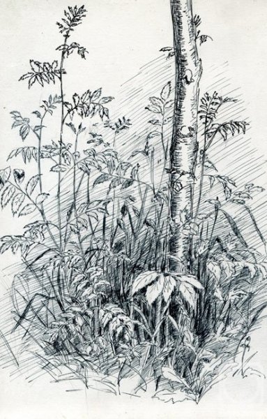 Пленэрные зарисовки деревьев