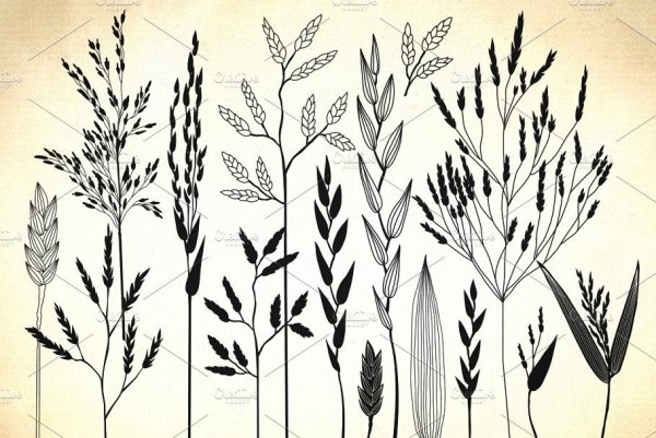 Ботанический скетчбук