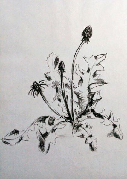 Полевые травы в графике