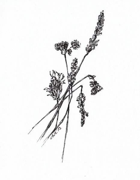 Полевые цветы черной ручкой