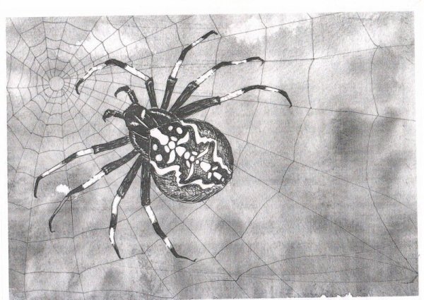 Паук крестовик рисунок