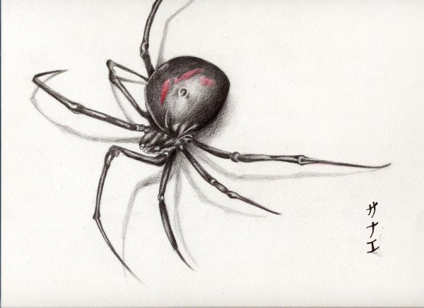 Черная вдова эскиз