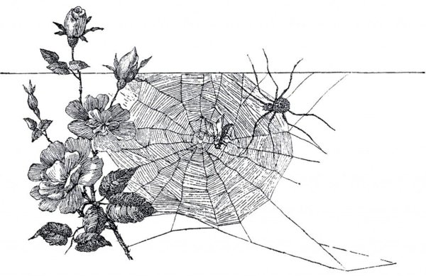 Композиция с насекомыми