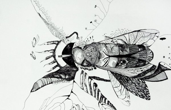 Насекомые тушью