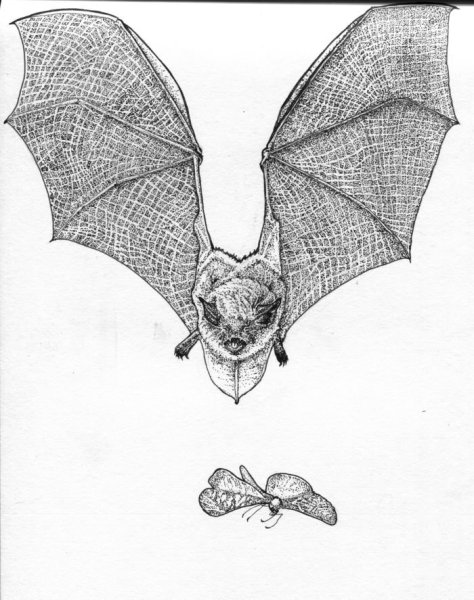 Стилизованная летучая мышь
