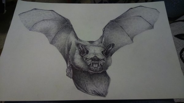 Летучая мышь карандашом