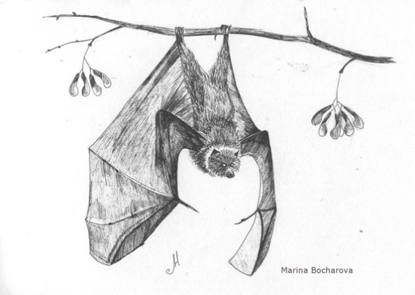 Летучая лисица анатомия