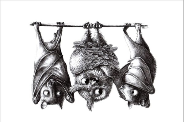 Сова и летучая мышь