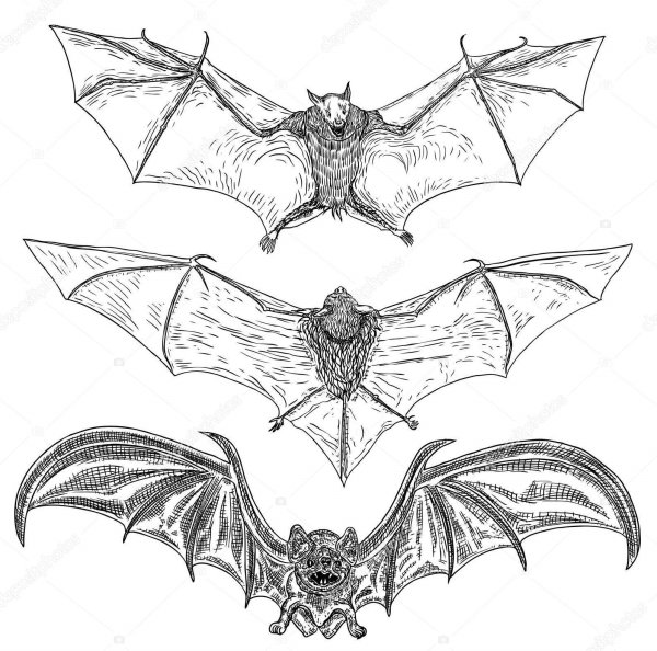 Крылья летучей мыши эскиз для тату