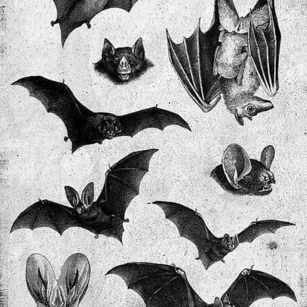 Уши летучей мыши арт