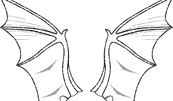 Крылья летучей мыши раскраска
