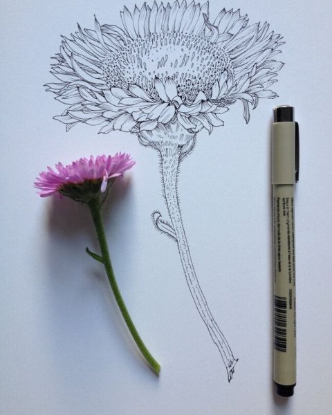 Одуванчик гелевой ручкой