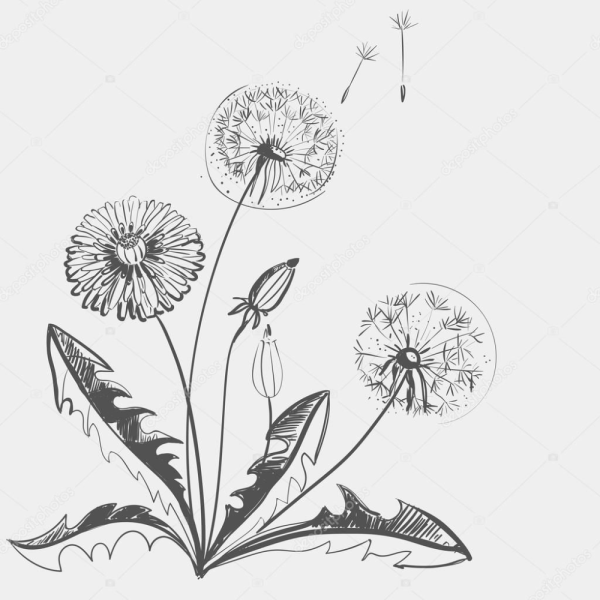 Одуванчики Графика гелевой ручкой