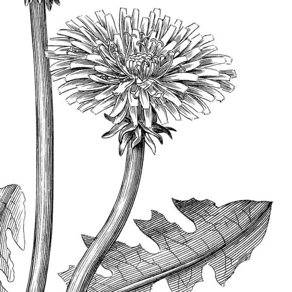 Зарисовка одуванчика гелевой ручкой