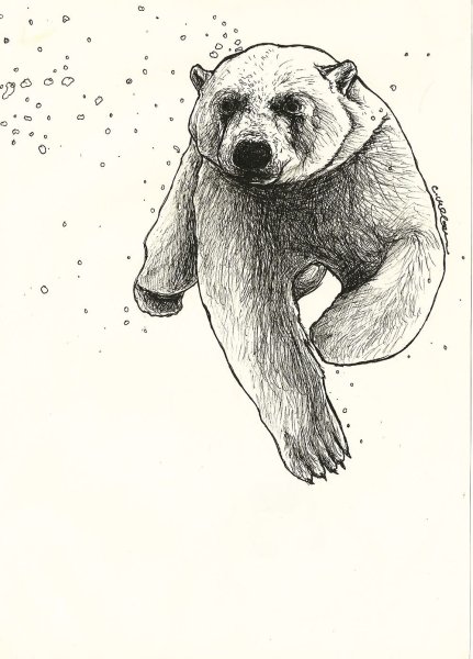 Белый медведь эскиз тату