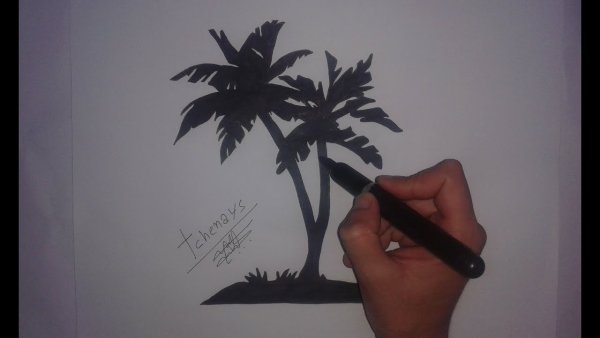 Пальма фломастером