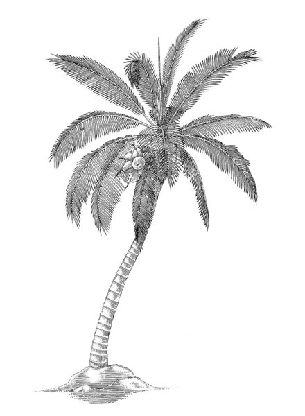 Лист кокосовой пальмы набросок