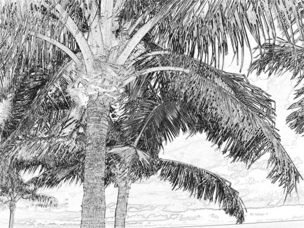 Пальмы тушью