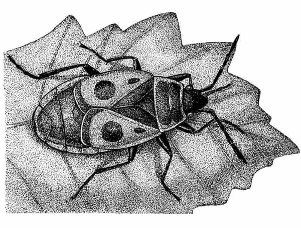 Стилизация насекомых