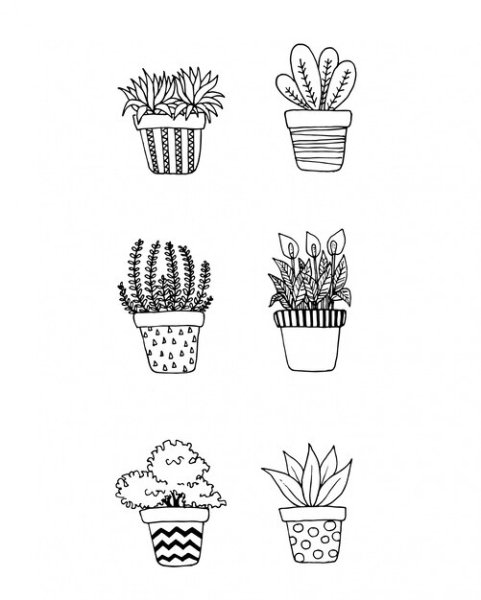 Дудлы цветы в горшке