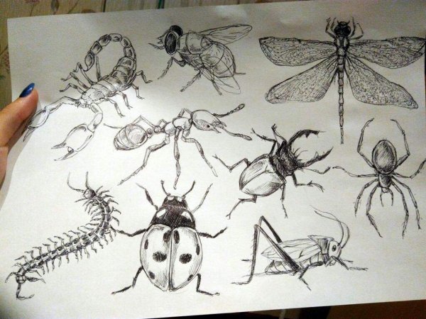 Насекомые гелевой ручкой
