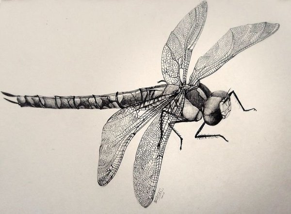 Стилизованные Стрекозы