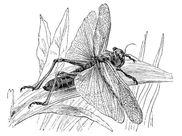 Алекс Конахин рисунки