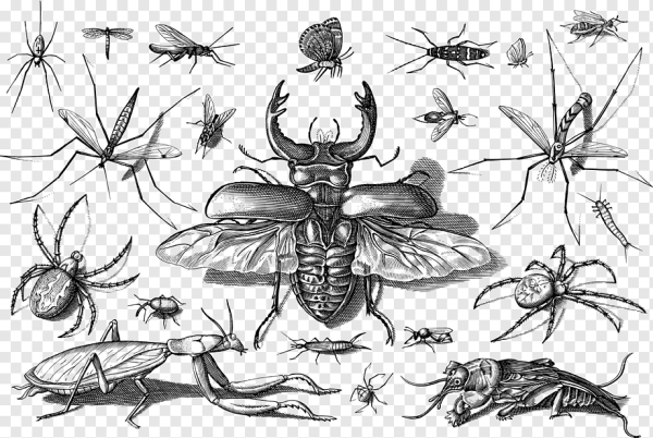 Насекомые с узорами