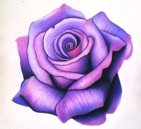 Фиолетовые цветы карандашом