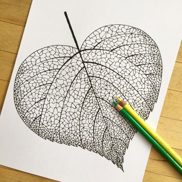 Перо Графика