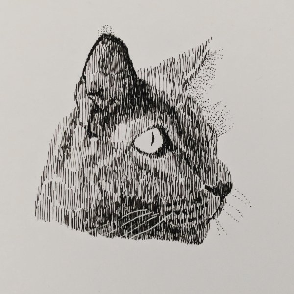 Графические зарисовки кошки